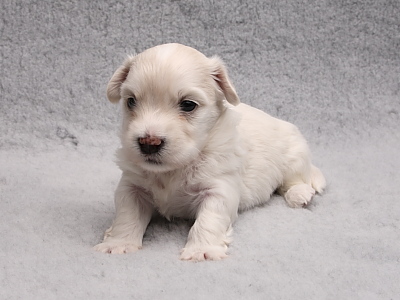 Bichon Havanais hvalpe fra Kennel Miki Nanoq